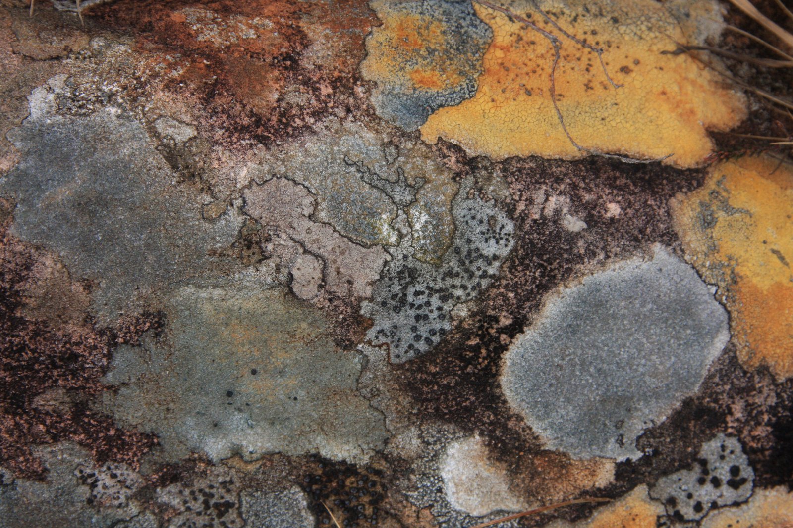 Copy of lichen colours close up