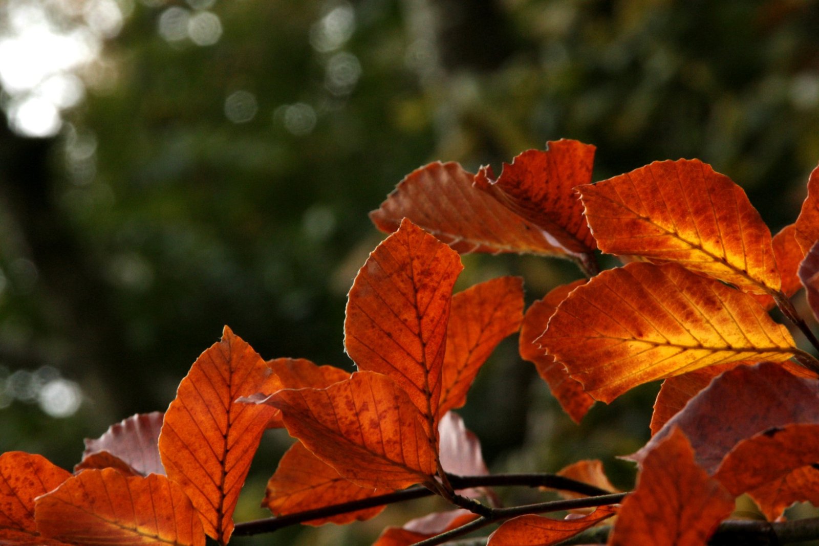 Find a wild therapist