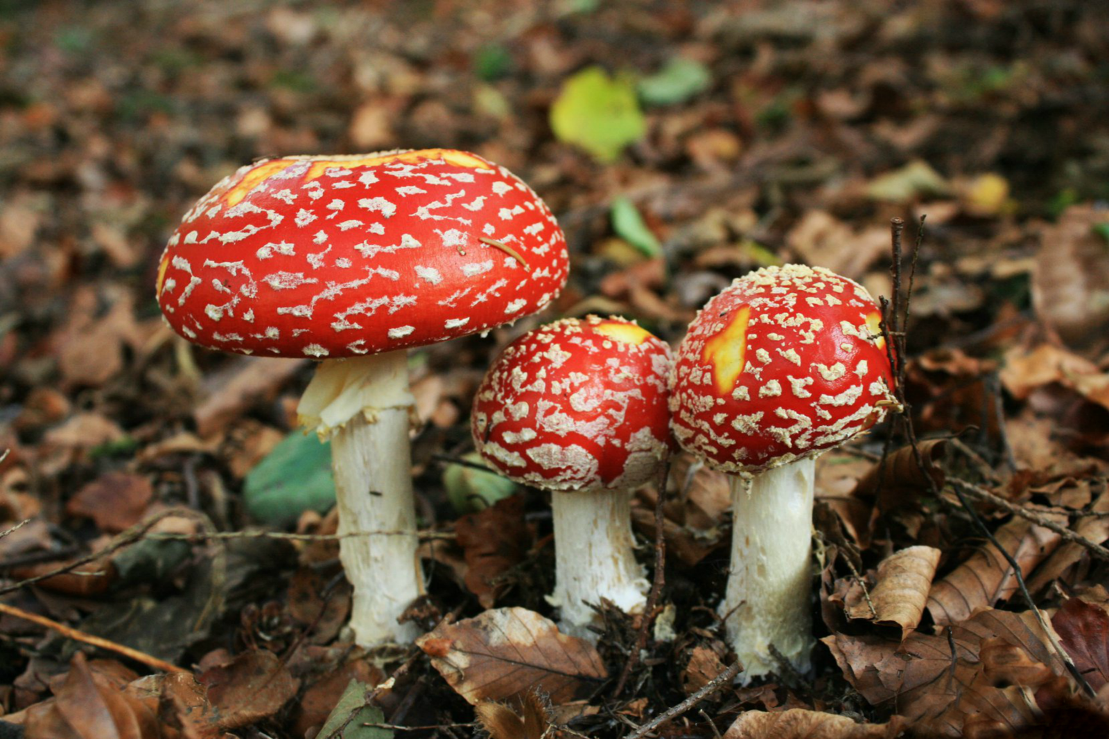 Fly Agaric