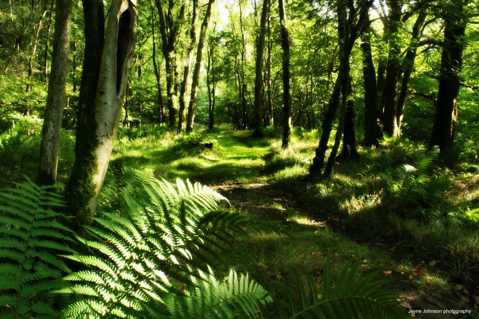 Middlewood fern and woodland ed Middlewood fern and woodland