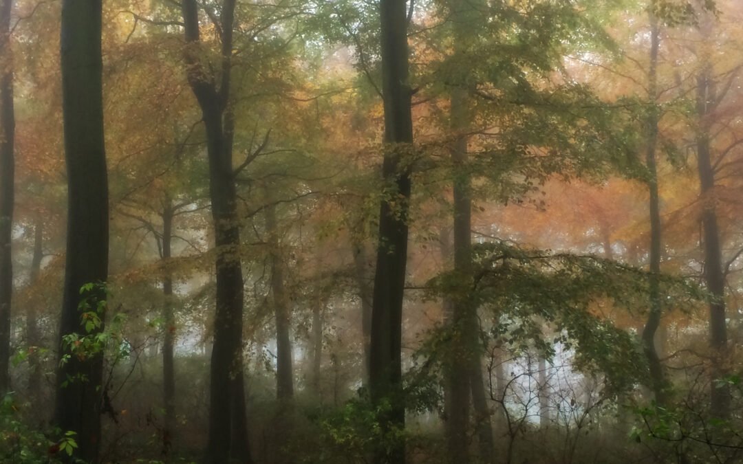 Rooted Supervision – an outdoor CPD day for counsellors and psychotherapists