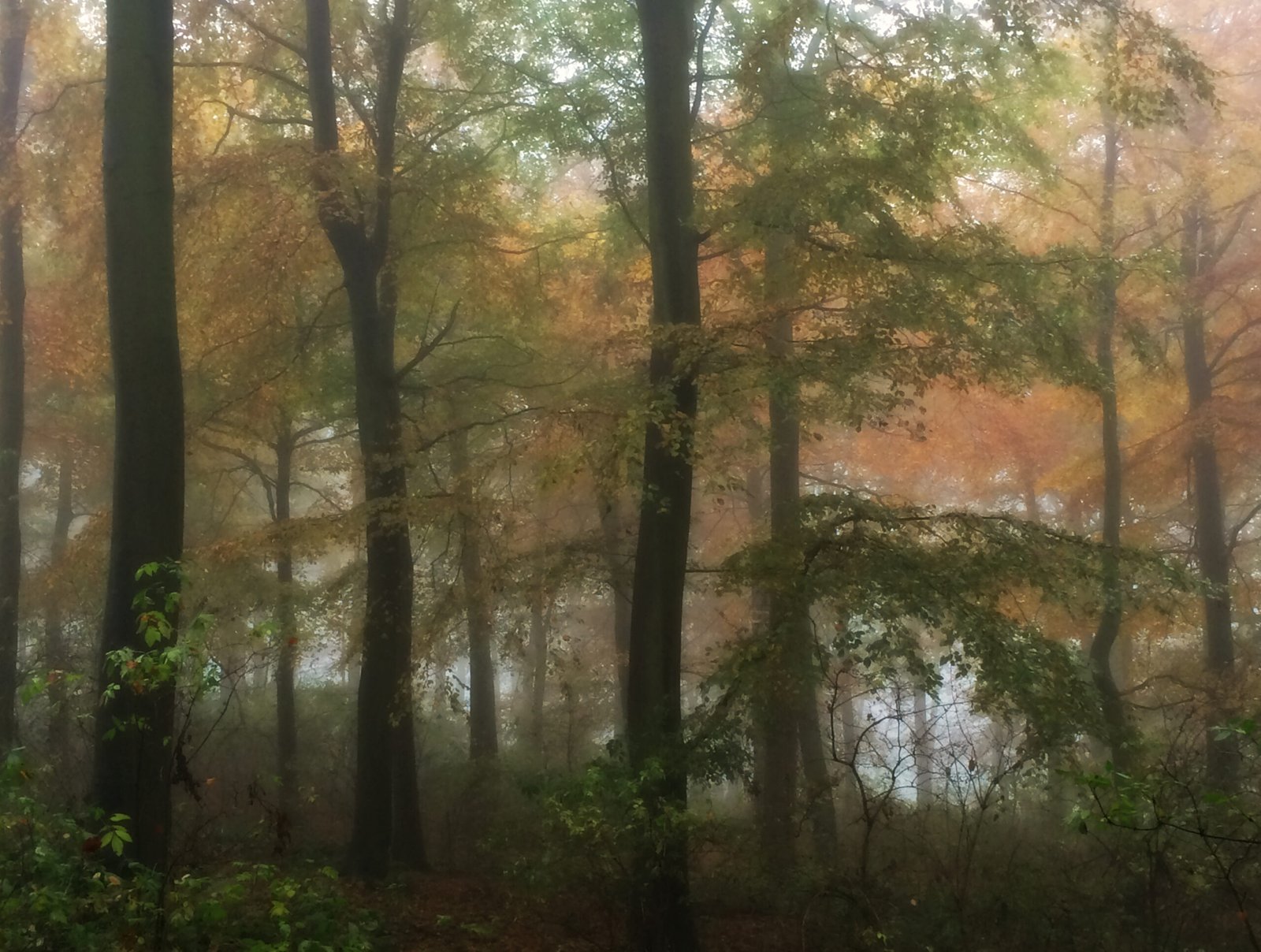 misty woods