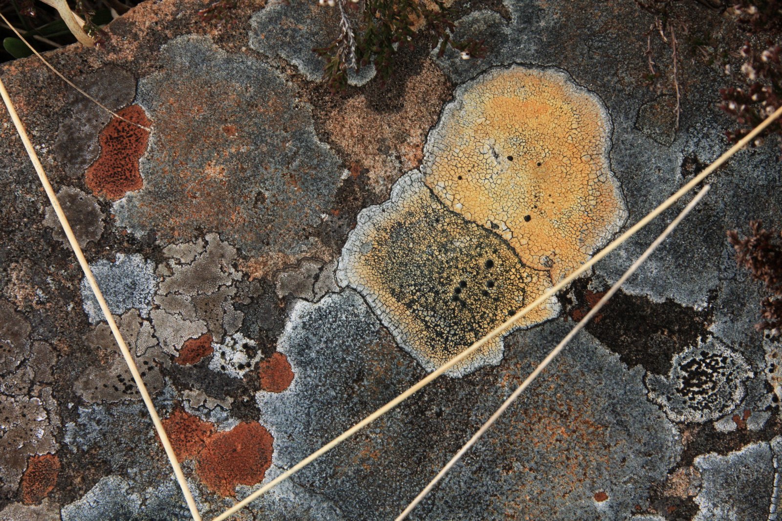 Wild Therapists Lichen