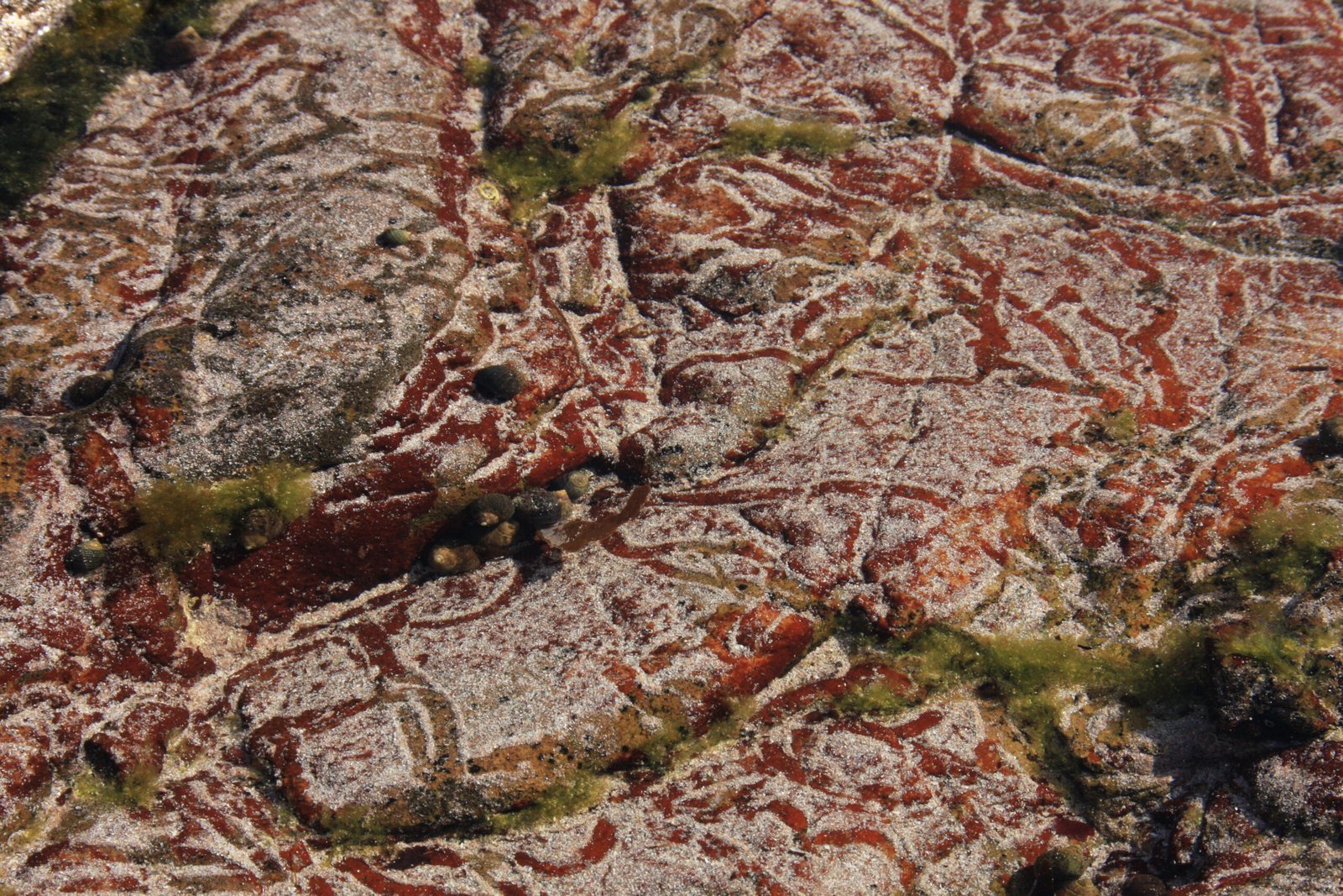 Wild Therapists Lichen