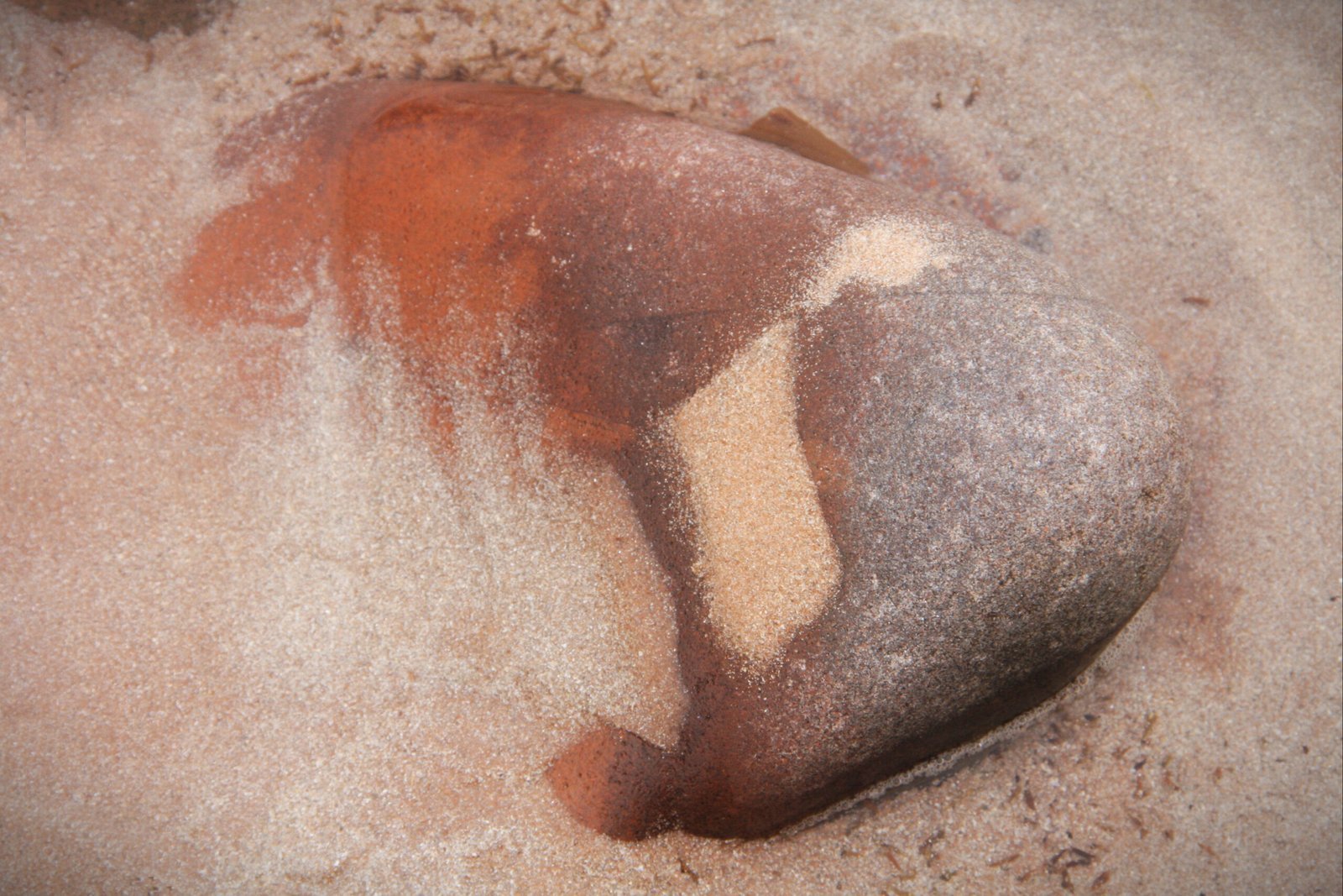 Wild Therapists Lichen