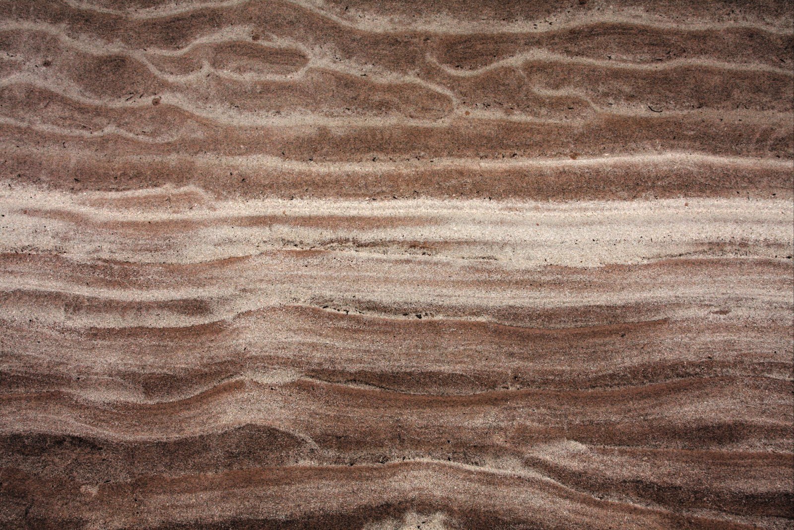 Wild Therapists Lichen