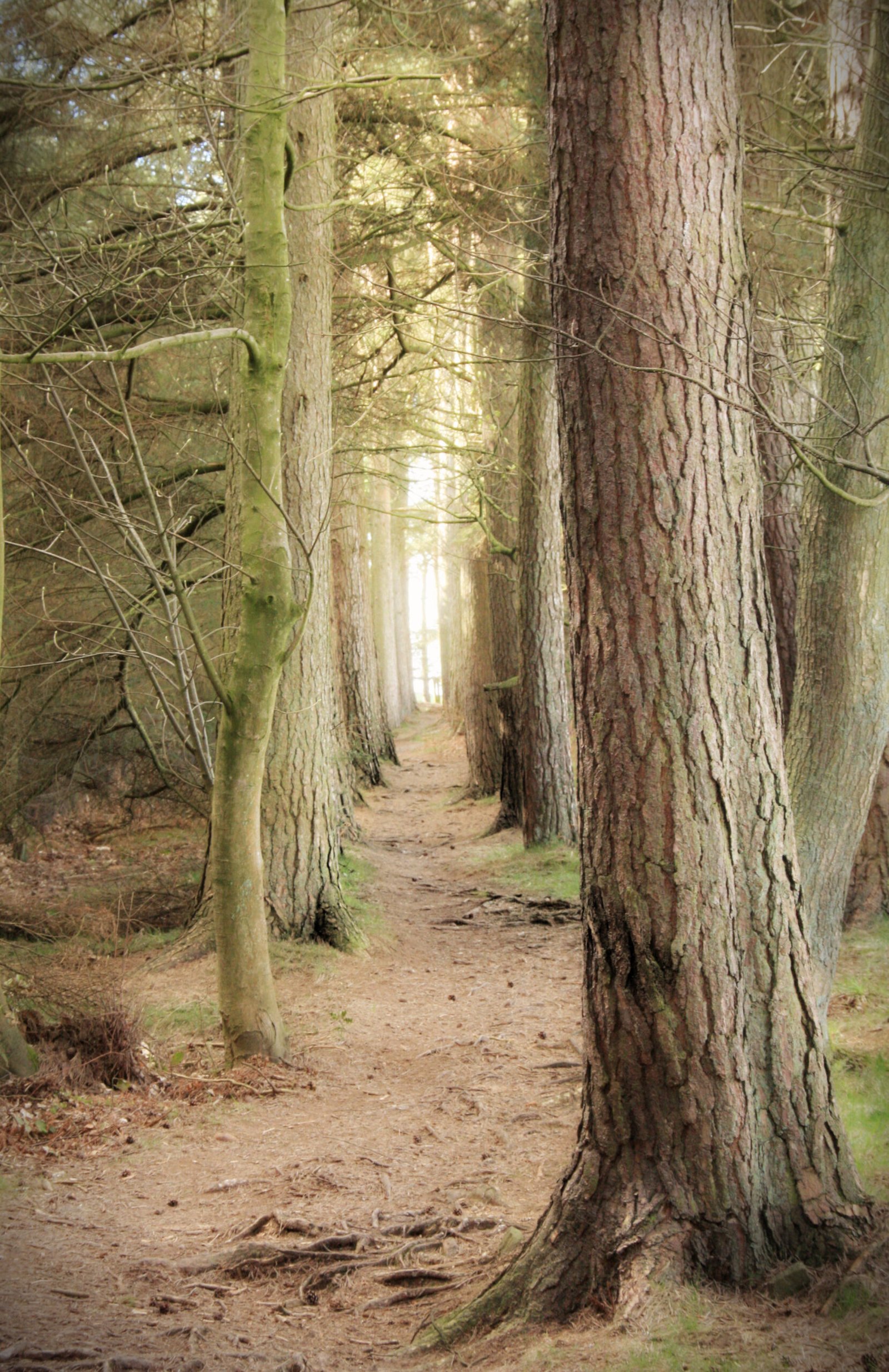 Find a wild therapist trees in a line