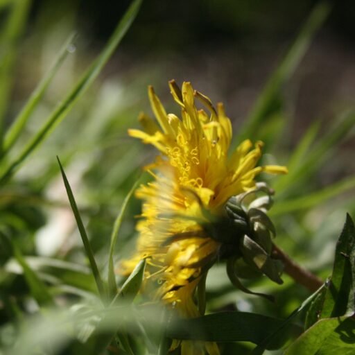 cropped-dandelion.jpeg dandelion