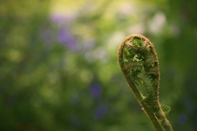 Folded unfurling fern