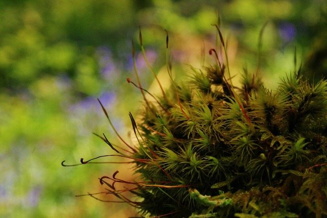 Close up of moss