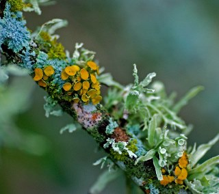 Close up of branch with colourful lichen